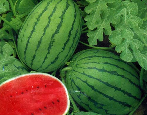 �H���t������